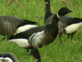 Black Brant